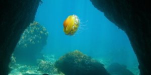 Divers flock to Turkish Mediterranean to observe ancient amphorae