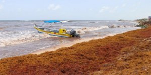 Damen partners with Maris to work on the seaweed solution