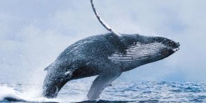 Fred. Olsen Cruise Lines confirmes a nine-cruise whale-watching program